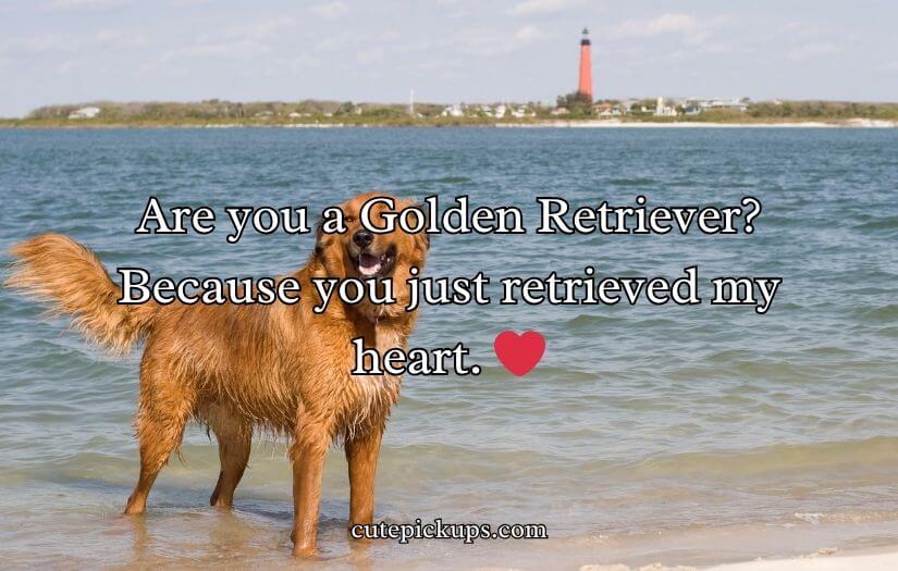 Doggone Clever Pick-Up Lines