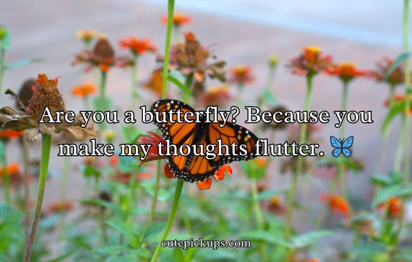 Animal Pick Up Lines