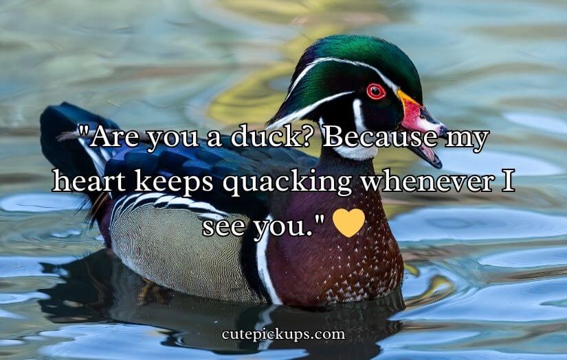 Duck Pick Up Lines
