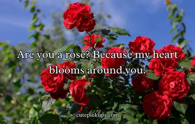 Flower Pick Up Lines