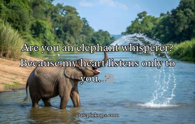 Best Elephant Pick Up Lines And Rizz