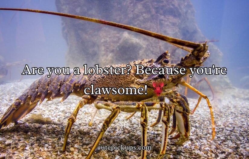 Animal Pick Up Lines