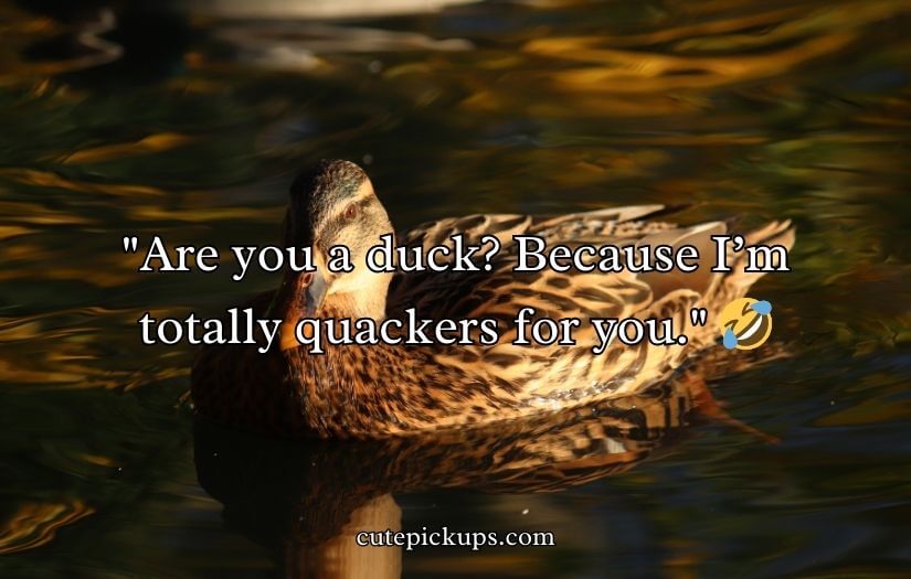 Duck Pick Up Lines