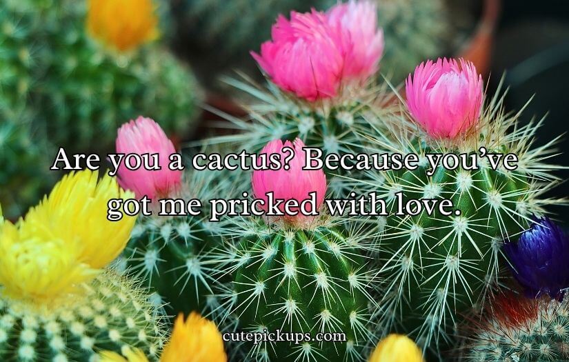 Flower Pick Up Lines