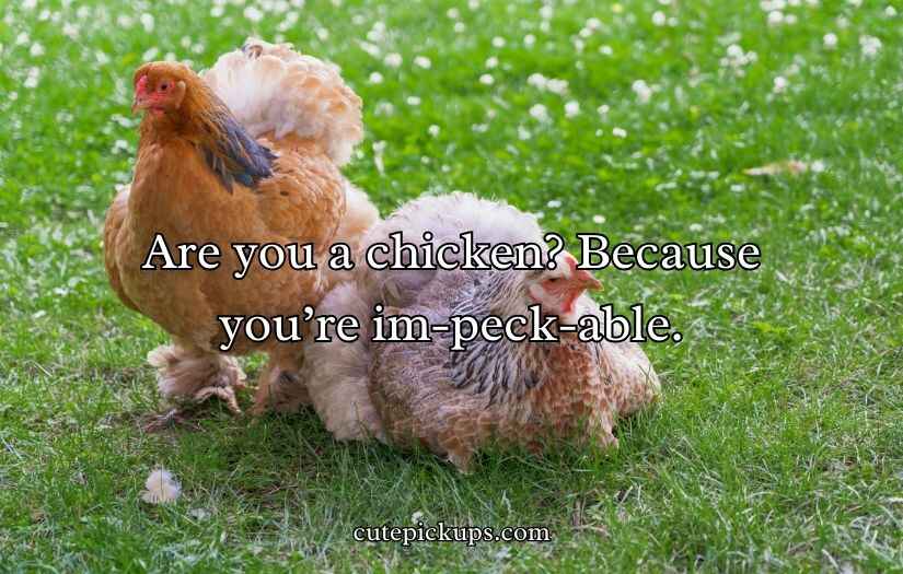 Chicken Pick Up Lines