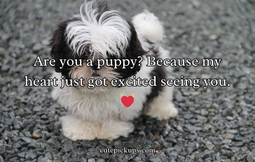 Doggone Clever Pick-Up Lines