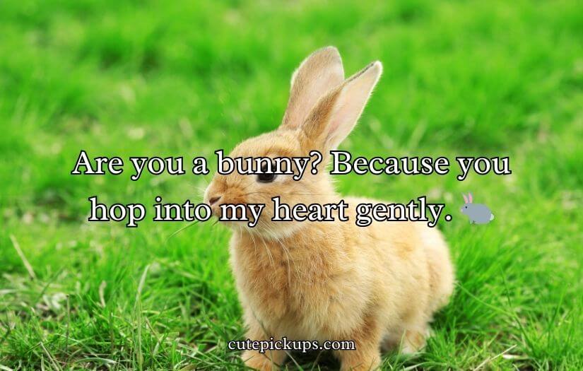 Animal Pick Up Lines