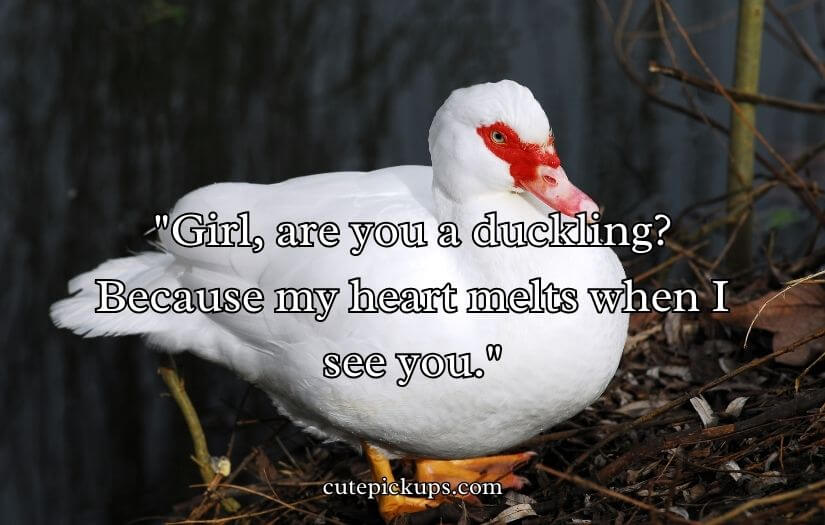 Duck Pick Up Lines