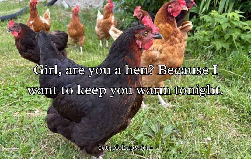 Chicken Pick Up Lines