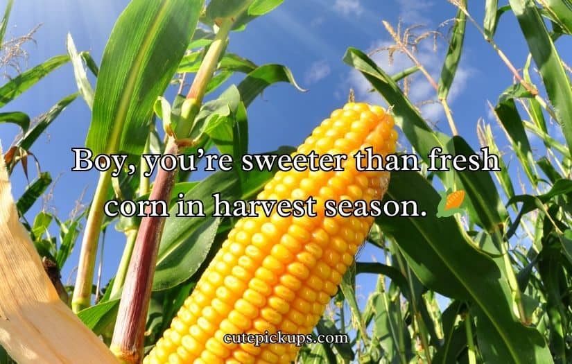 Corn Pick Up Lines