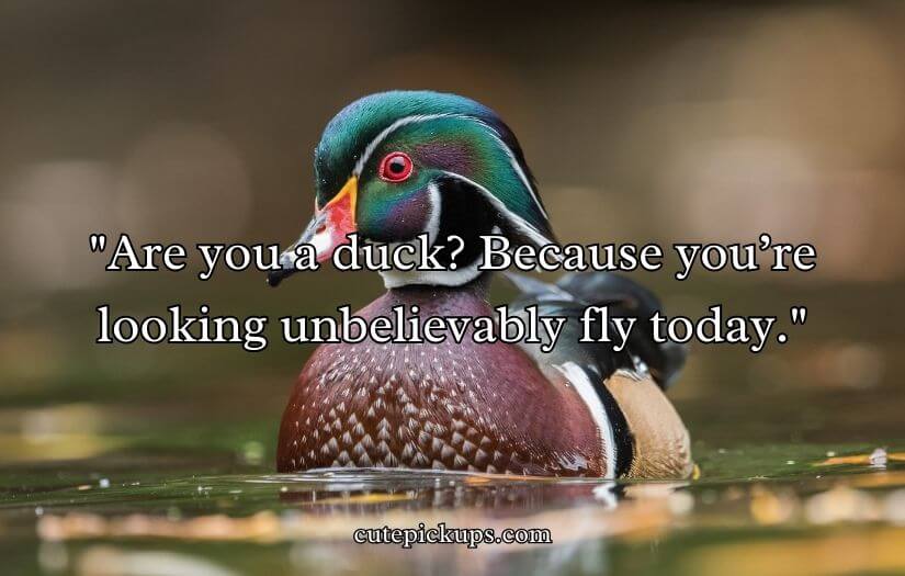 Duck Pick Up Lines