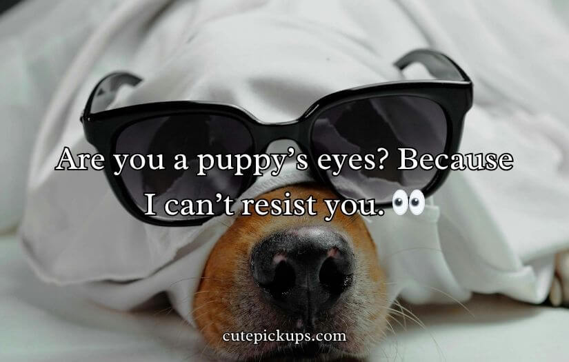 Doggone Clever Pick-Up Lines