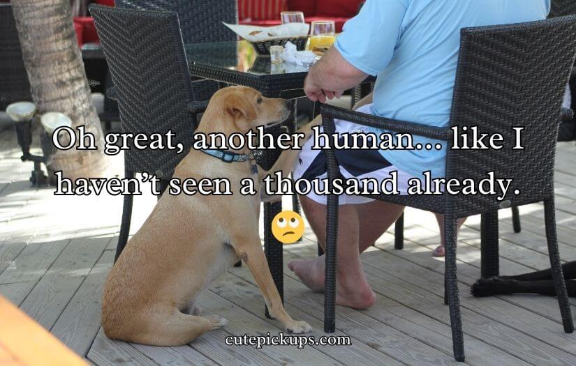 Doggone Clever Pick-Up Lines