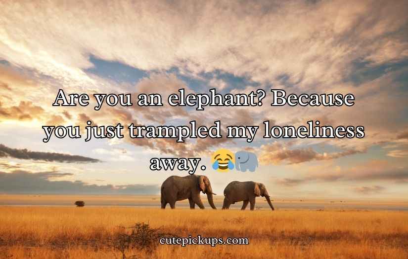 Best Elephant Pick Up Lines And Rizz