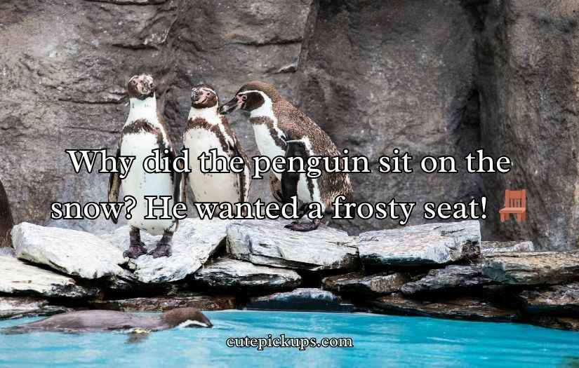 Penguin Jokes Puns