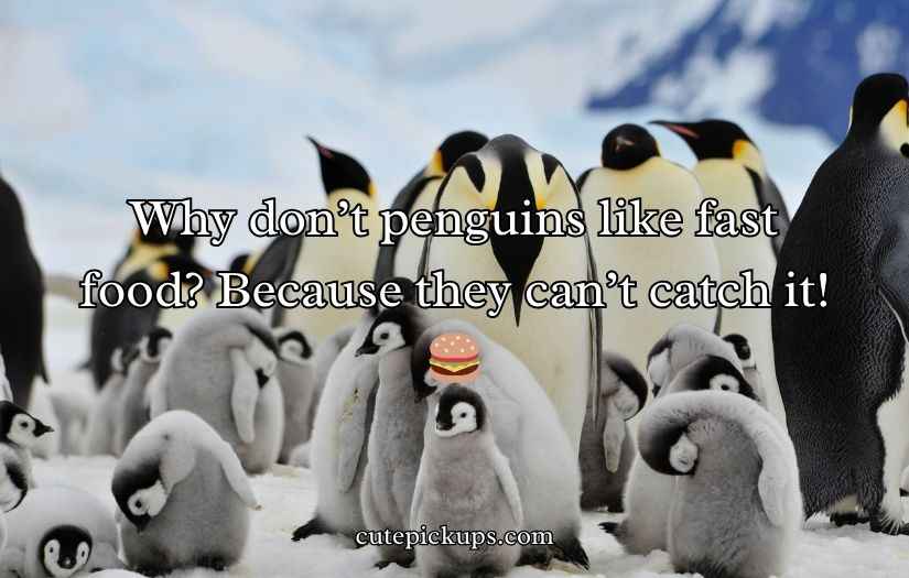 Penguin Jokes Puns