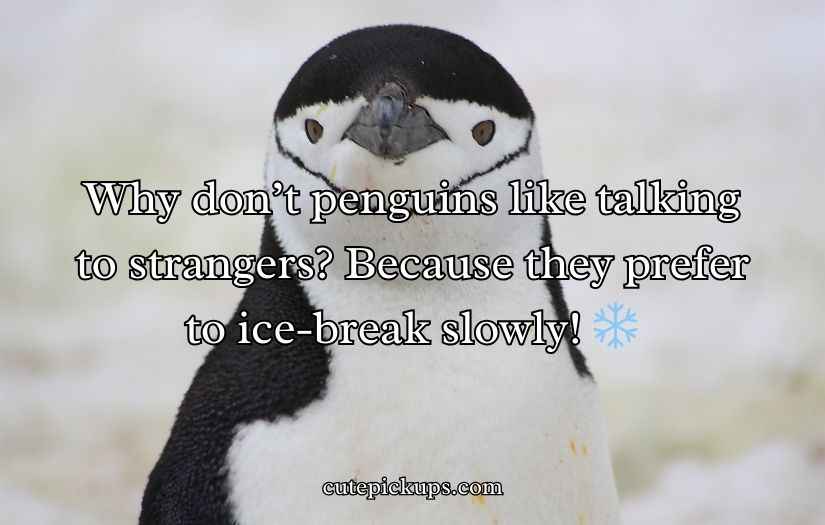 Penguin Jokes Puns
