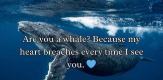 Whale Rizz Lines Whale Rizz Lines