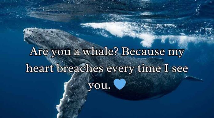 Whale Rizz Lines Whale Rizz Lines