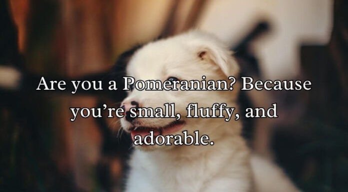 Doggone Clever Pick-Up Lines Doggone Clever Pick-Up Lines