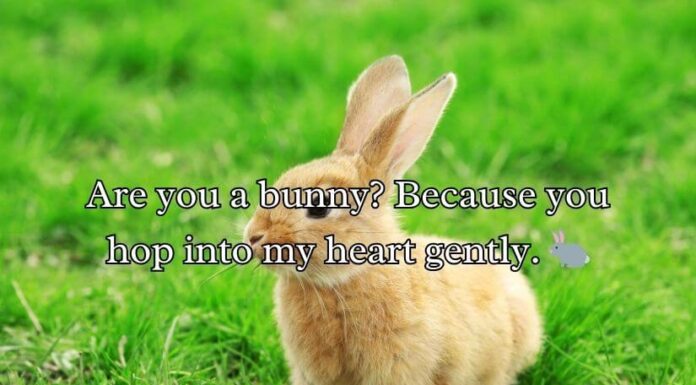 Animal Pick Up Lines Animal Pick Up Lines