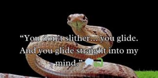 Snake Rizz Lines Snake Rizz Lines