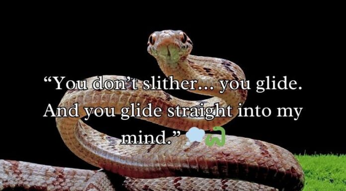 Snake Rizz Lines Snake Rizz Lines