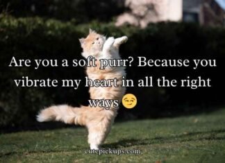 Cat Pick Up Lines Cat Pick Up Lines