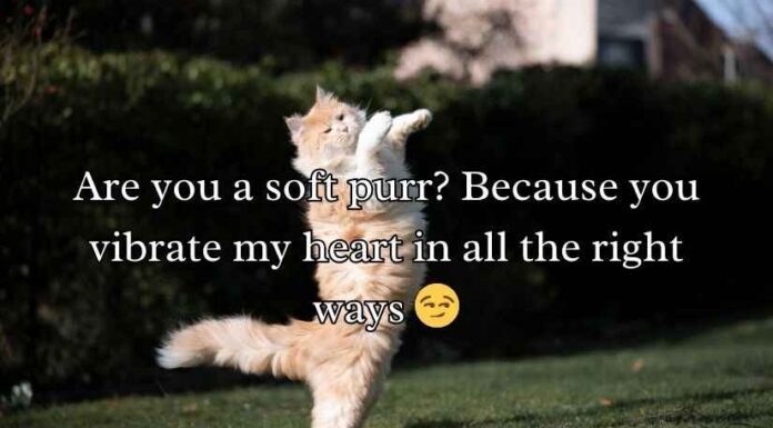 Cat Pick Up Lines Cat Pick Up Lines