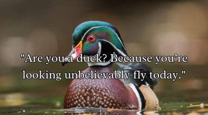 Duck Pick Up Lines Duck Pick Up Lines