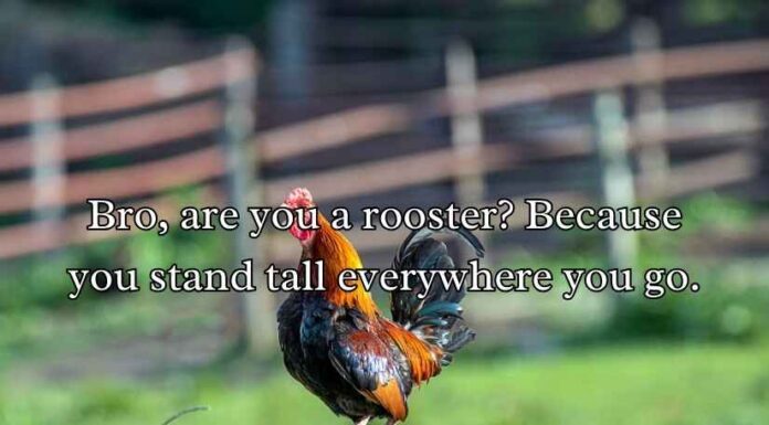Chicken Pick Up Lines Chicken Pick Up Lines