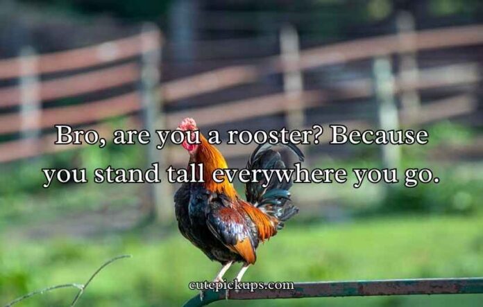 Chicken Pick Up Lines