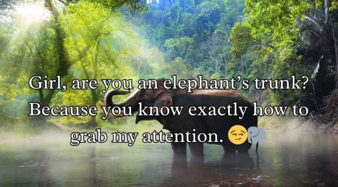 Best Elephant Pick Up Lines And Rizz Best Elephant Pick Up Lines And Rizz
