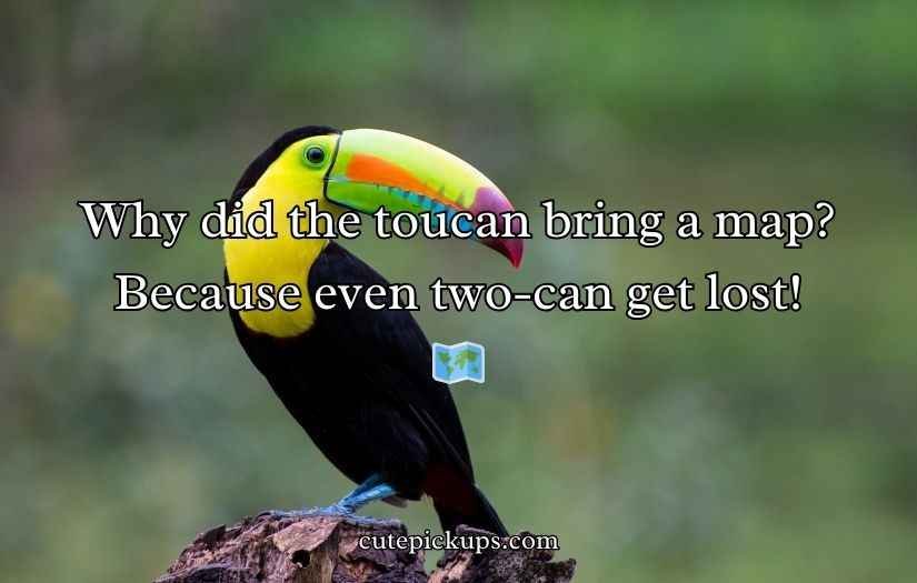 Toucan Puns and Jokes