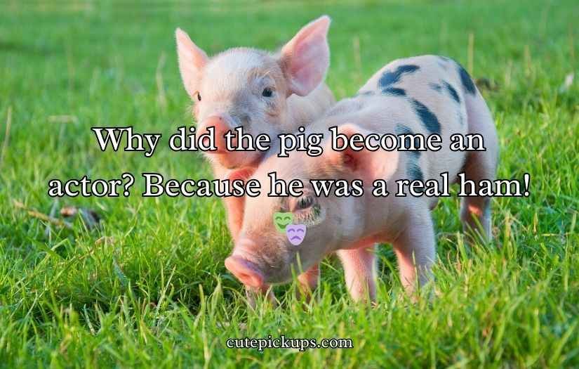 Pig Puns and Jokes