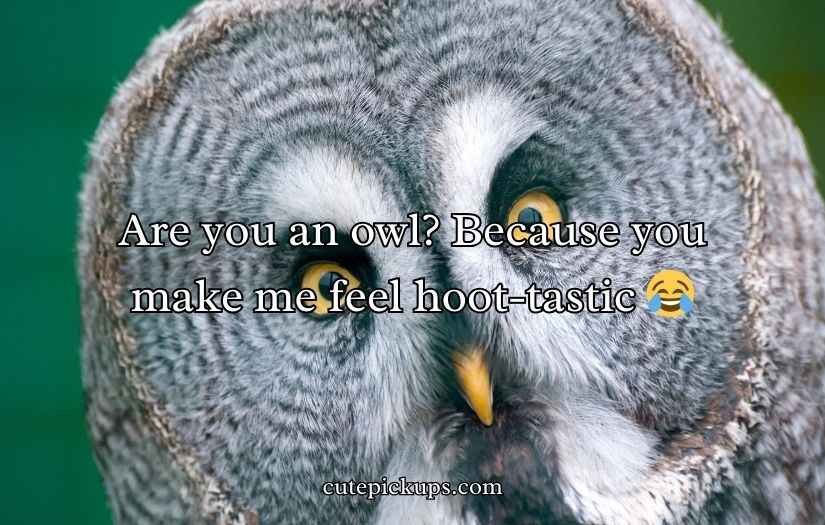 Best Owl Pick Up Lines
