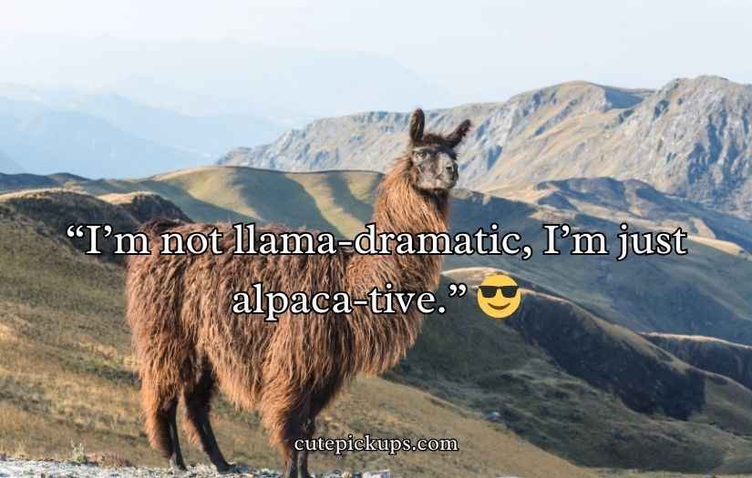 Llama Puns and Jokes