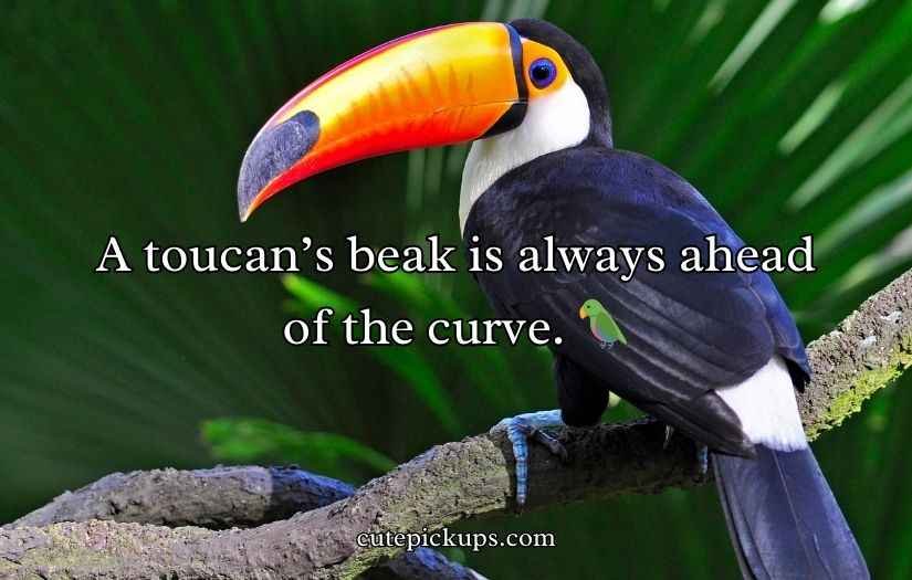 Toucan Puns and Jokes