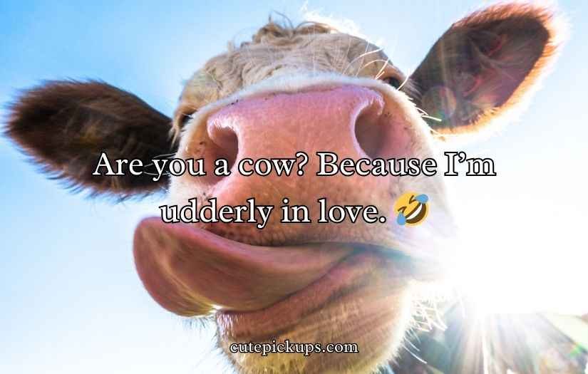 Cow Pick Up Lines