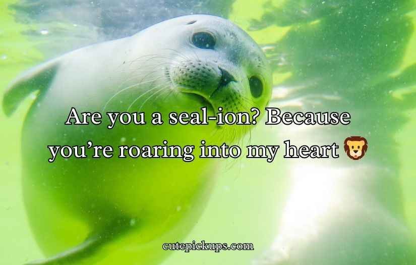 Seal Pickup Lines