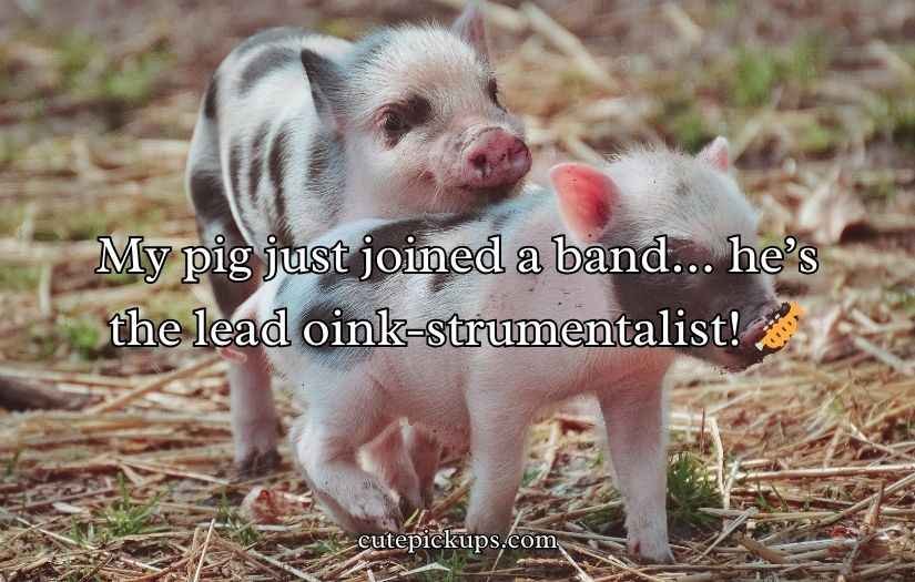 Pig Puns and Jokes