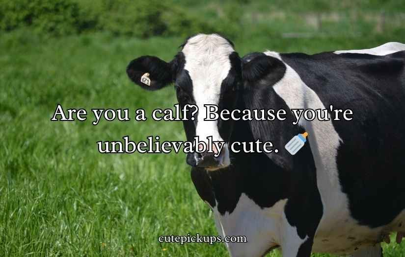 Cow Pick Up Lines