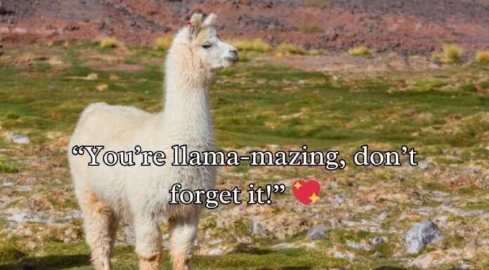Llama Puns and Jokes Llama Puns and Jokes
