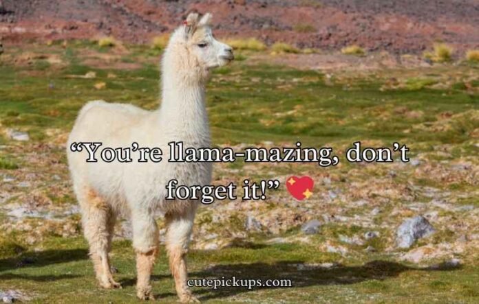 Llama Puns and Jokes