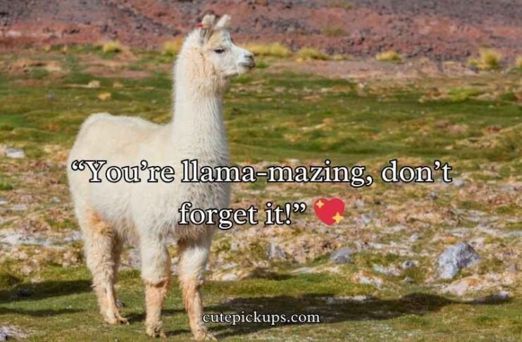 Llama Puns and Jokes Llama Puns and Jokes