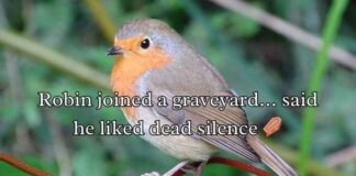 Robin Puns Robin Puns