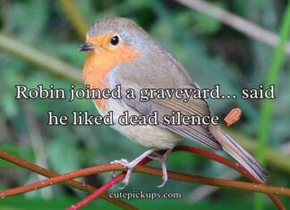 Robin Puns Robin Puns