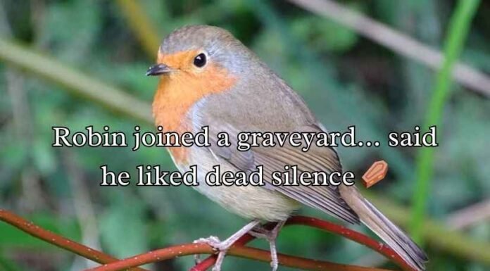 Robin Puns Robin Puns