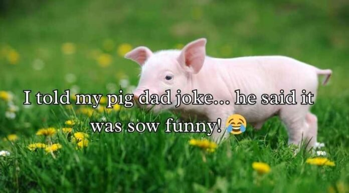 Pig Puns and Jokes Pig Puns and Jokes