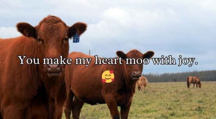 Cow Pick Up Lines Cow Pick Up Lines